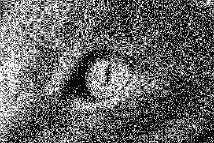 Photograph of a cat reduced to pure black and white pixels, with grain-like clusters standing in for continuous grey tones